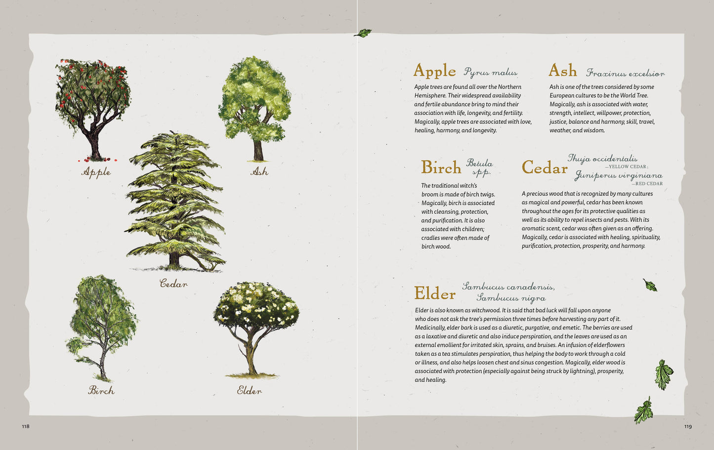 Illustrations of trees with their names and descriptions on a textured background