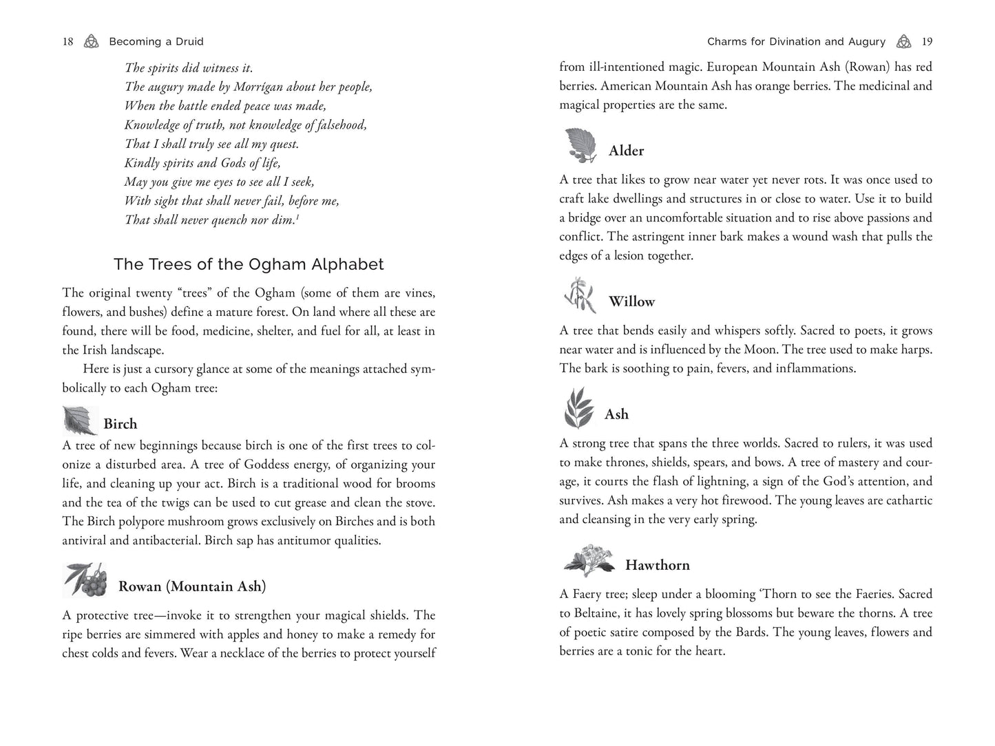 Page from a book with text and illustrations about trees and their meanings, specifically focusing on the Ogham Alphabet.